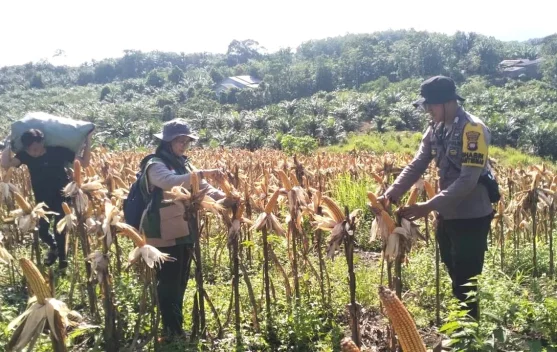 Poktan Pokat Bauh Hasilkan Jagung Hibrida 11,8 Ton