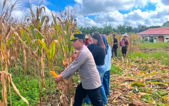 Panen Jagung Kuartal I Polsek Sekayam Capai 31,9 Ton