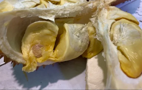 Pelestarian Tembawang Dukung Durian Unggulan Sanggau