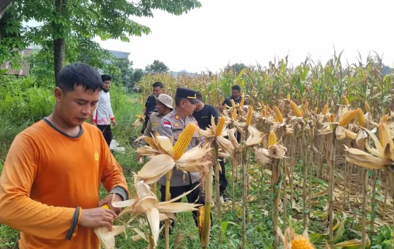Panen Jagung Polsek Sekayam Tembus 14 Ton Per Hektare