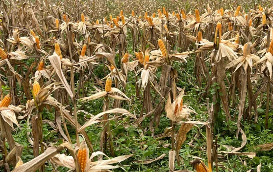 Pipil Jagung Perbatasan untuk Ketahanan Pangan