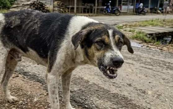 Kenali Perubahan Perilaku Hewan yang Bisa Jadi Tanda Rabies