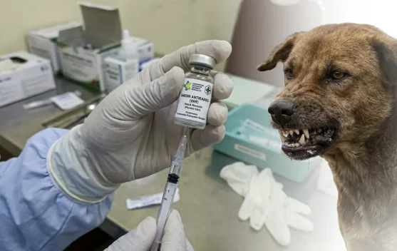 Digigit Hewan Rabies? Ini Pertolongan Pertamanya