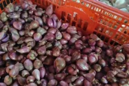 Harga Bawang Merah Sanggau Naik, Cuaca Diduga Jadi Pemicu
