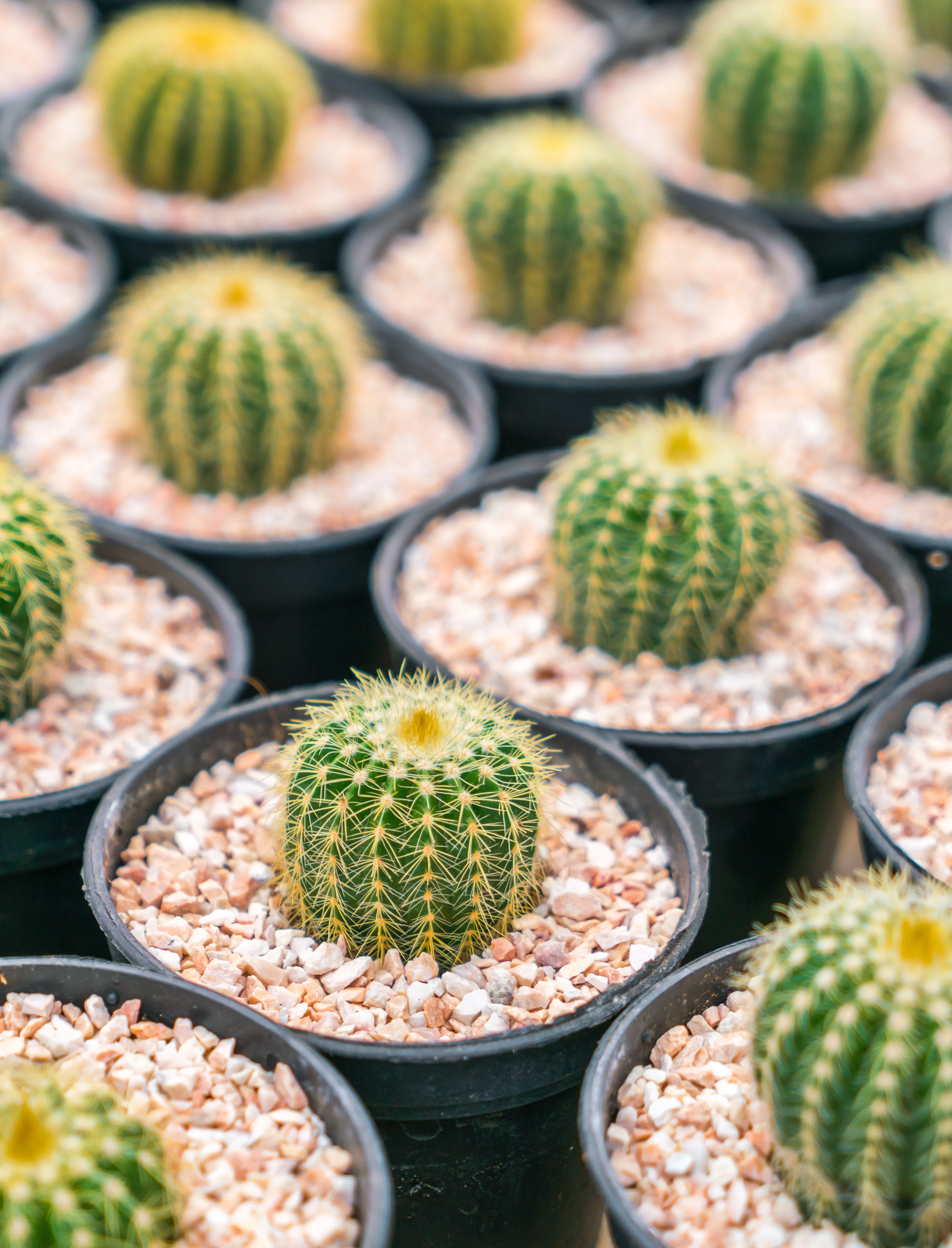 kaktüs hediyelik MASA ÜSTÜ DEKOR CACTUS MINI OBJE