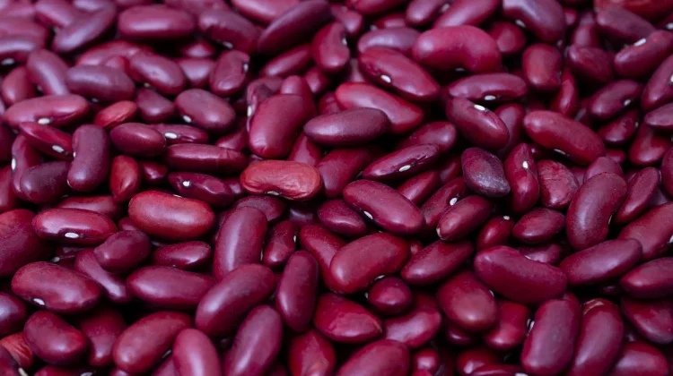 Kacang Merah Sumber Gizi Nabati Bernilai Tinggi
