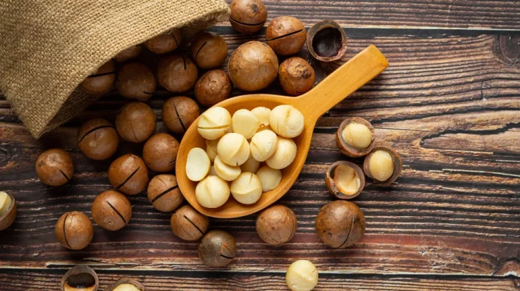 Manfaat Kacang Macadamia untuk Kesehatan