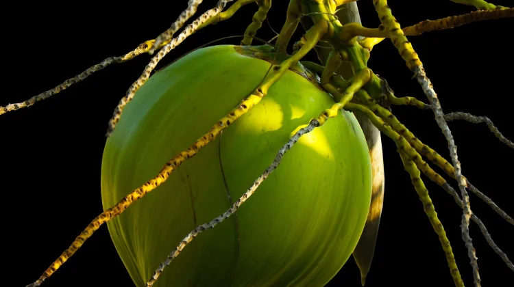 Khasiat Tersembunyi Air Kelapa Muda Bagi Kesehatan