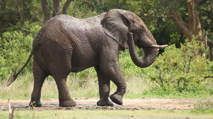 Nasib Gajah dan Ancaman Nyata bagi Ekosistem