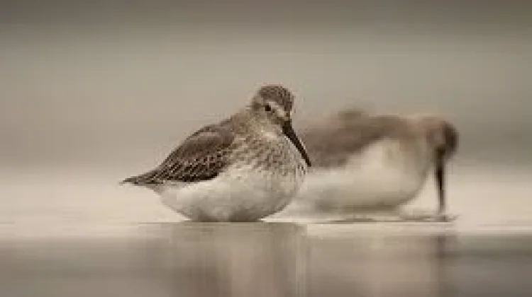 Burung Dunlin: Perenang Kecil yang Lincah