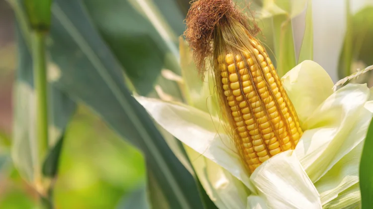 Jagung Kaya Vitamin Mineral Menurut Penelitian Ilmiah Terkini