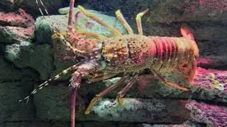 Lobster Dapat Hidup Hampir tanpa Batas Usia