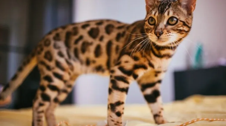 Keunikan Kucing Serval yang Mirip Harimau dan Cheetah