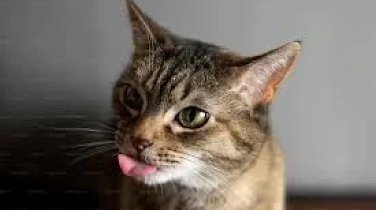 Fakta Menarik tentang Rahang Kucing