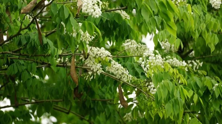 Karakteristik Pohon Linden yang Jarang Diketahui