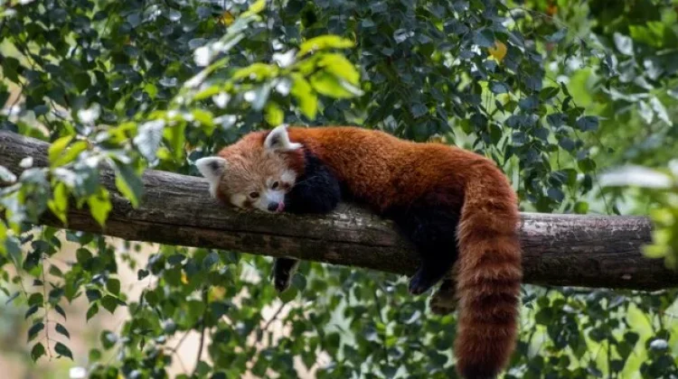 Mengintip Kehidupan Rahasia Panda Merah di Hutan Bambu