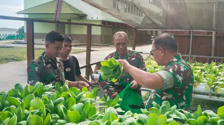 Danrem 182 Jazira Onim Panen Pakcoy Kebun Organik
