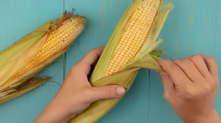Kulit Jagung Dapat Dimanfaatkan untuk Kesehatan
