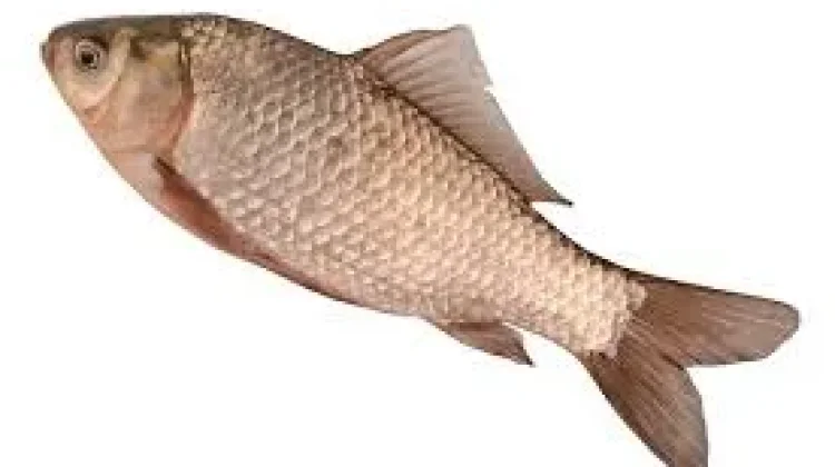Ikan Mas: Ikan Air Tawar Populer dengan Beragam Manfaat Kesehatan