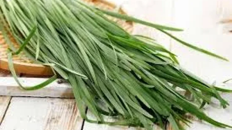 Tanaman Kucai: Sayuran Aromatik dengan Segudang Manfaat Kesehatan