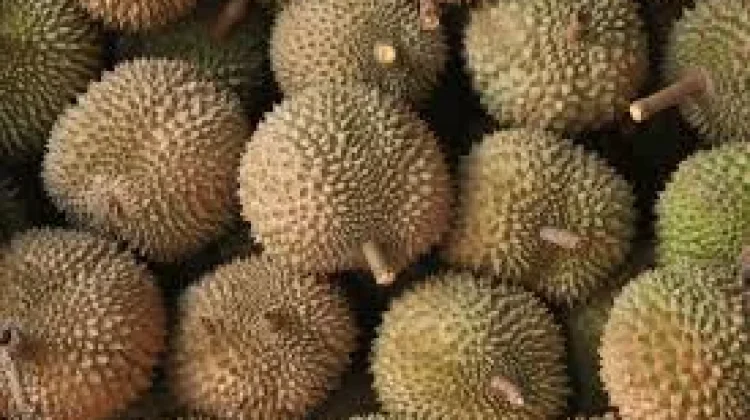 Manfaat Buah Durian bagi Tubuh