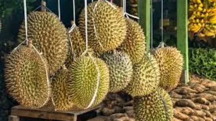 Jenis-Jenis Durian yang Populer di Asia Tenggara