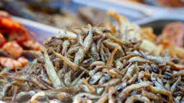 Ikan Teri: Kecil Ukurannya, Besar Manfaatnya