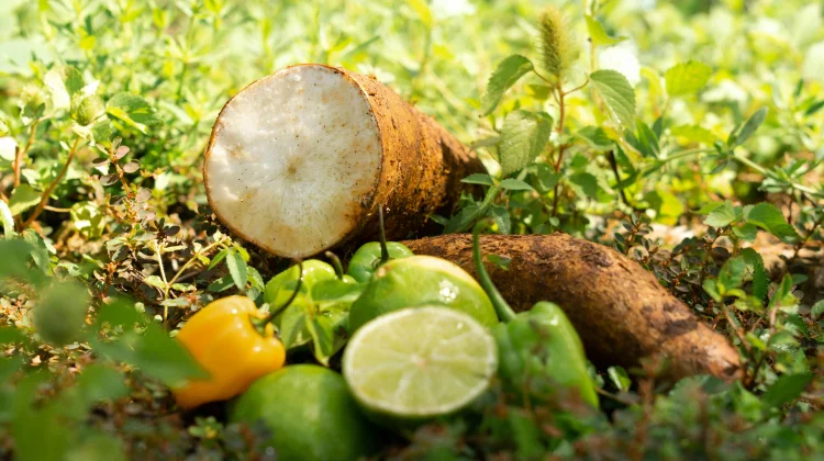 Manfaat Umbi Takon Rasa Buah, Bisa Dimakan Langsung