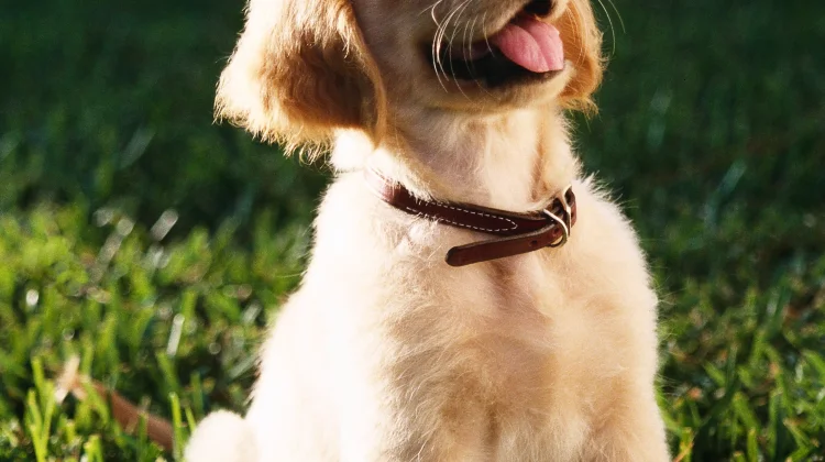 Tidak Semua Anjing  Bisa Menggonggong, Ini Penyelasannya