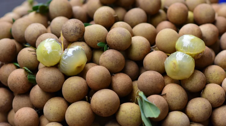 5 jenis pohon kelengkeng yang cepat berbuah