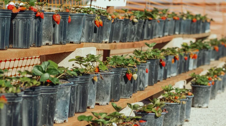 Cara membuat kebun buah minimalis dari bahan bekas di rumah