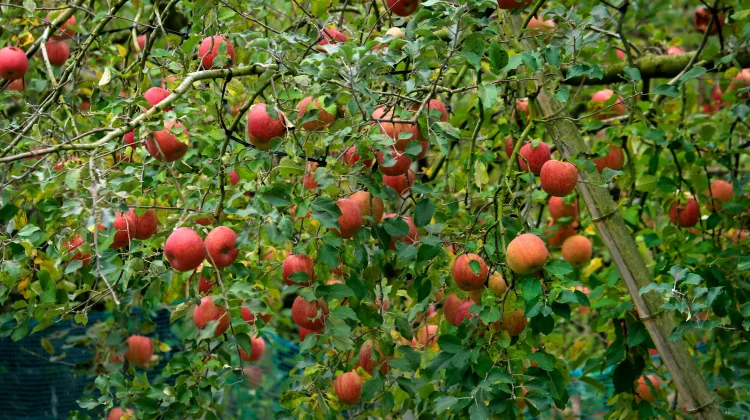 Delapan Pohon Buah yang Paling Mudah Dirangsang agar Cepat Panen