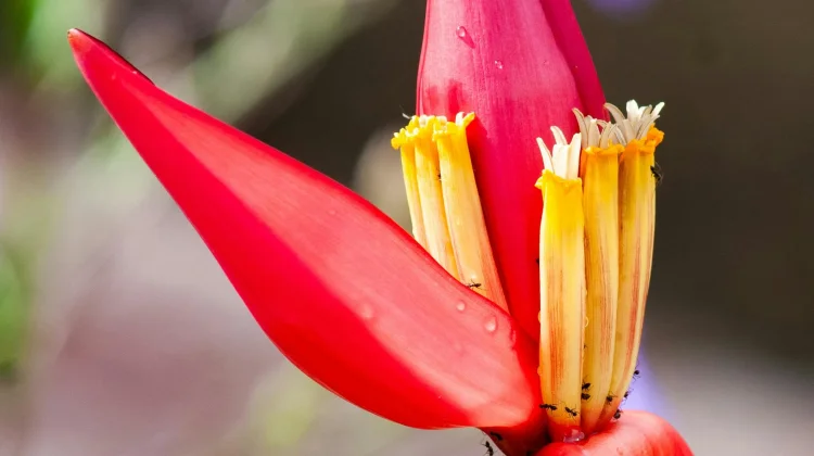 Lima Hidangan Obat yang Terbuat dari Bunga Pisang