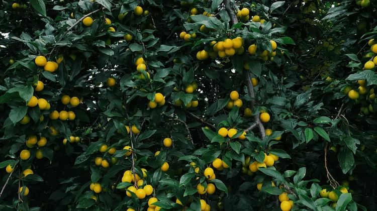 Enam Jenis Pohon Buah tanpa Panas dan Tidak Rewel