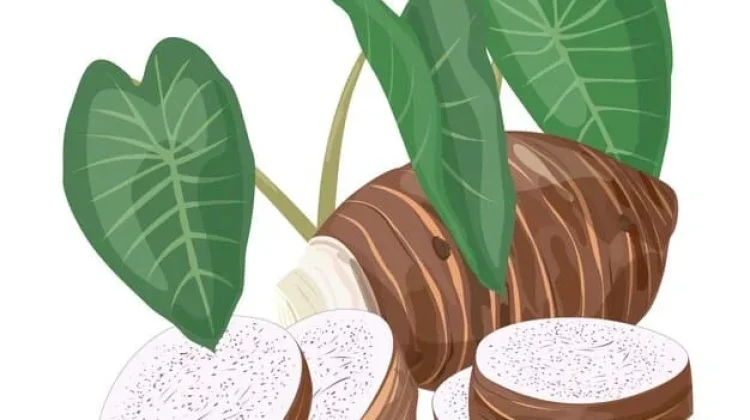 Manfaat Konsumsi Keladi Setiap Hari Pengganti Nasi