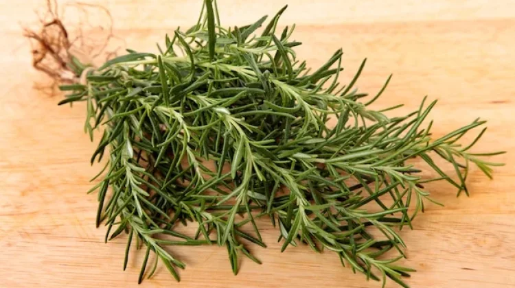 Manfaat Bunga Rosemary untuk Kesehatan