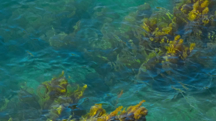 Dampak Terlalu Banyak Mengonsumsi Rumput Laut