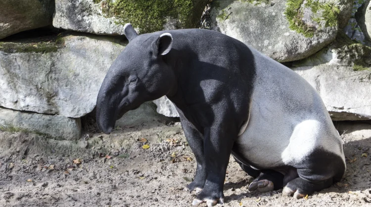 Fakta Unik Tapir: Hewan Kuno yang Masih Bertahan hingga Kini