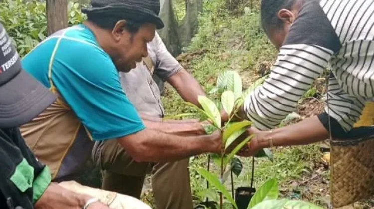 Bantuan Bibit Pala Fakfak Harus Ditanam Sesuai Aturan