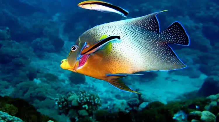 Fakta Cleaner Wrrase Ikan Kecil yang Berprofesi Sebaik Dokter