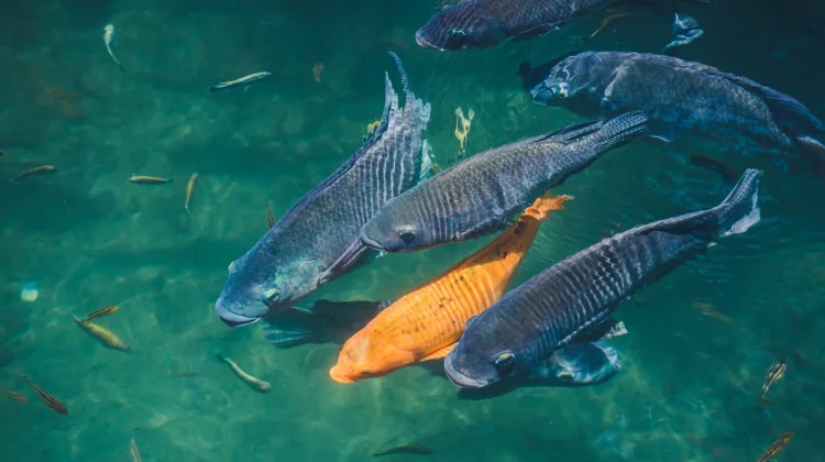 Berikut Ikan Air Tawar Berbisa, Jangan Disentuh