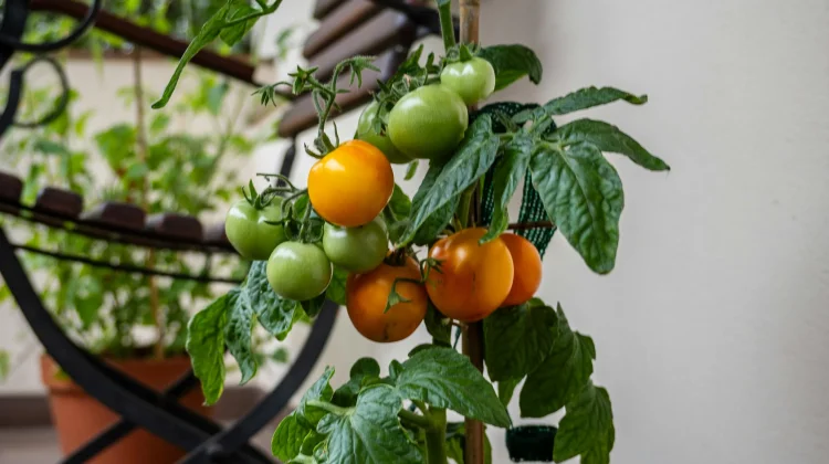 Sembilan Jenis Buah Mudah Tumbuh di Pot