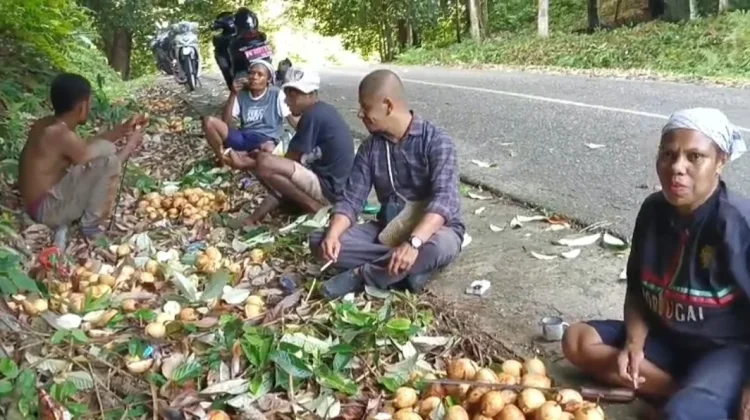 Pengawasan Panen Diperkuat, Kualitas Pala Fakfak Jadi Prioritas