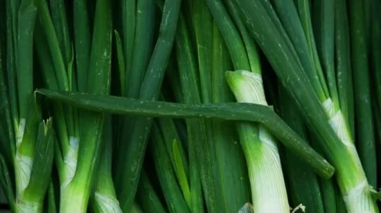 Manfaat dan nutrisi yang terdapat  pada Daun Kucai
