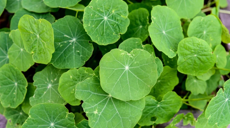Kenali Manfaat Daun Nasturtium ternyata baik untuk Kesehatan