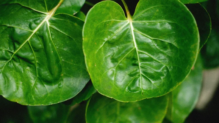 Manfaat dan Nutrisi  dikandung daun Mangkok untuk Rambut