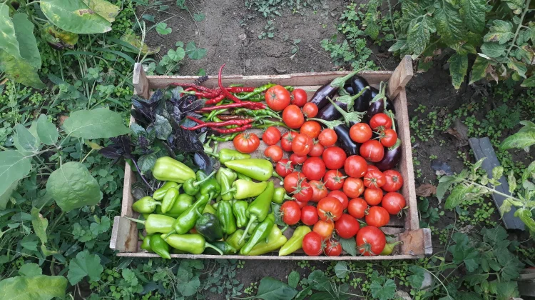 Tujuh Contoh Kebun Sayur Sederhana yang bisa Dijual
