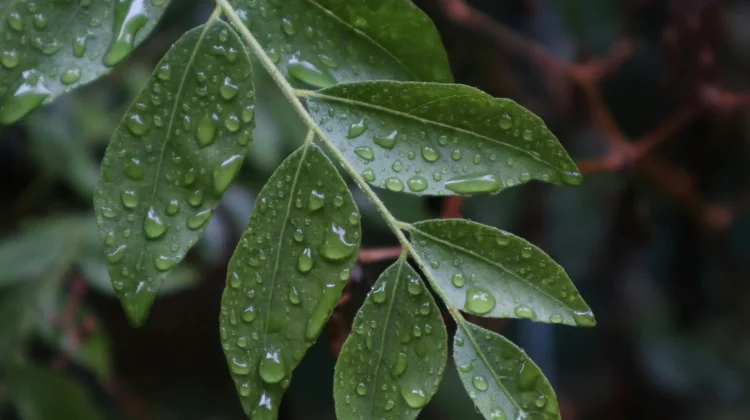 Delapan Manfaat dan Nutrisi  Daun Kari untuk Kesehatan