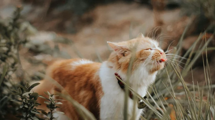 Tujuh Cara Membuat Semprotan Alami Pengusir Kucing dari Bahan Dapur