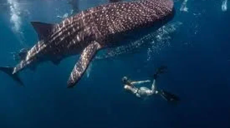 Fakta Menarik Ikan Hiu Paus, Raksasa Laut yang Ramah